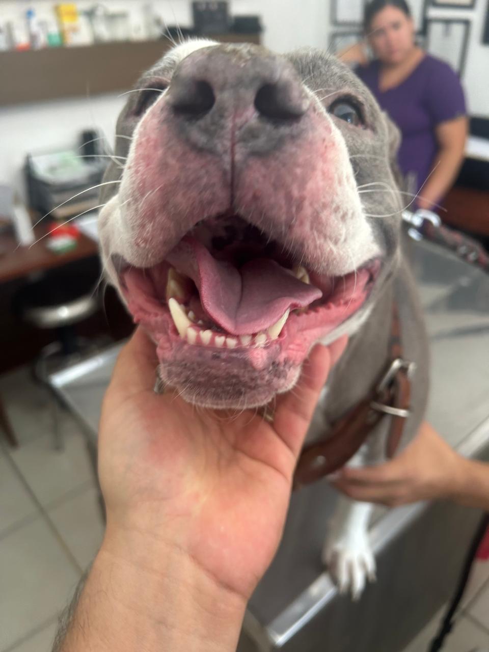 Vet Center / Dermatología veterinaria