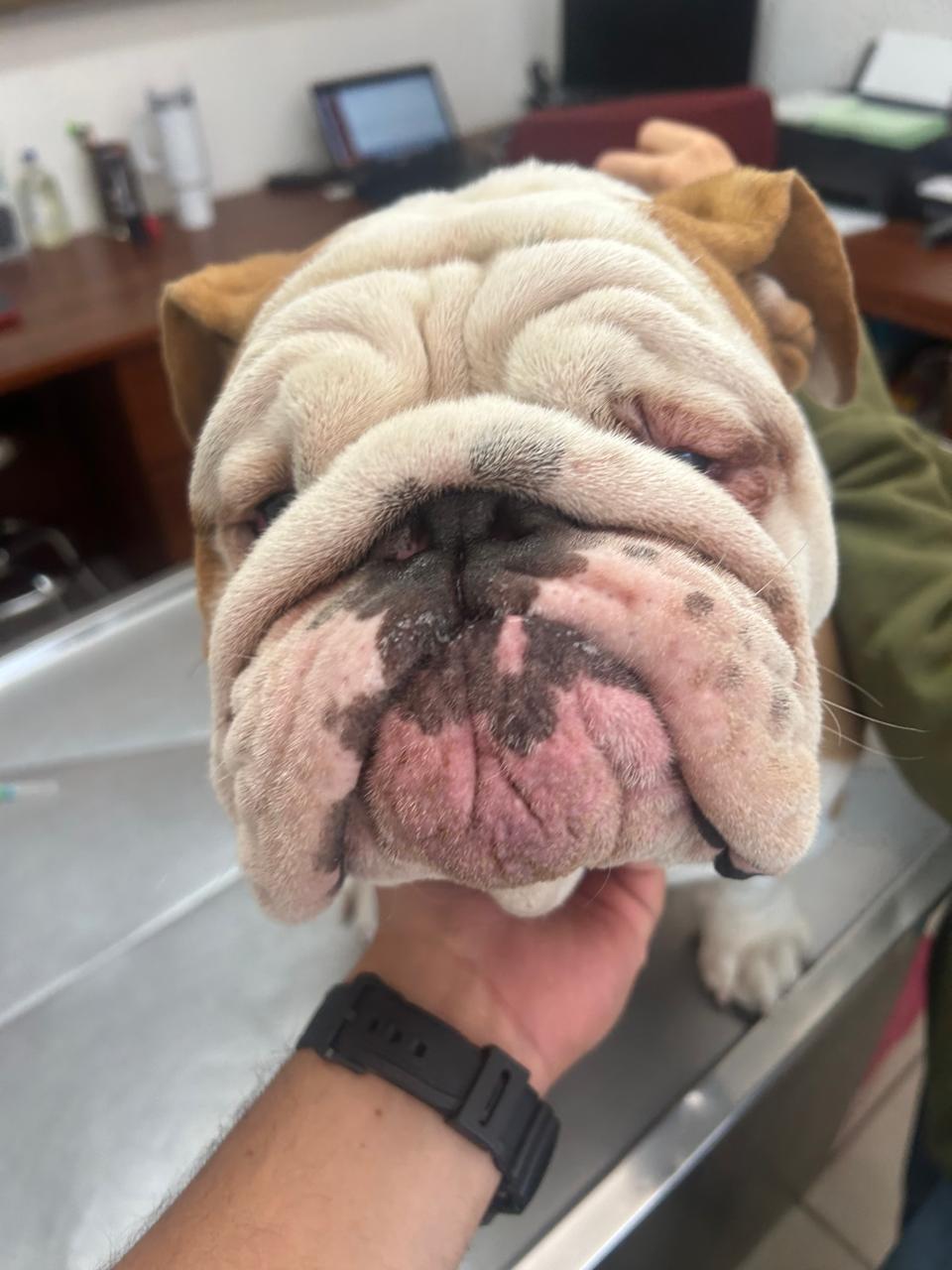 Vet Center / Dermatología veterinaria — foto 3