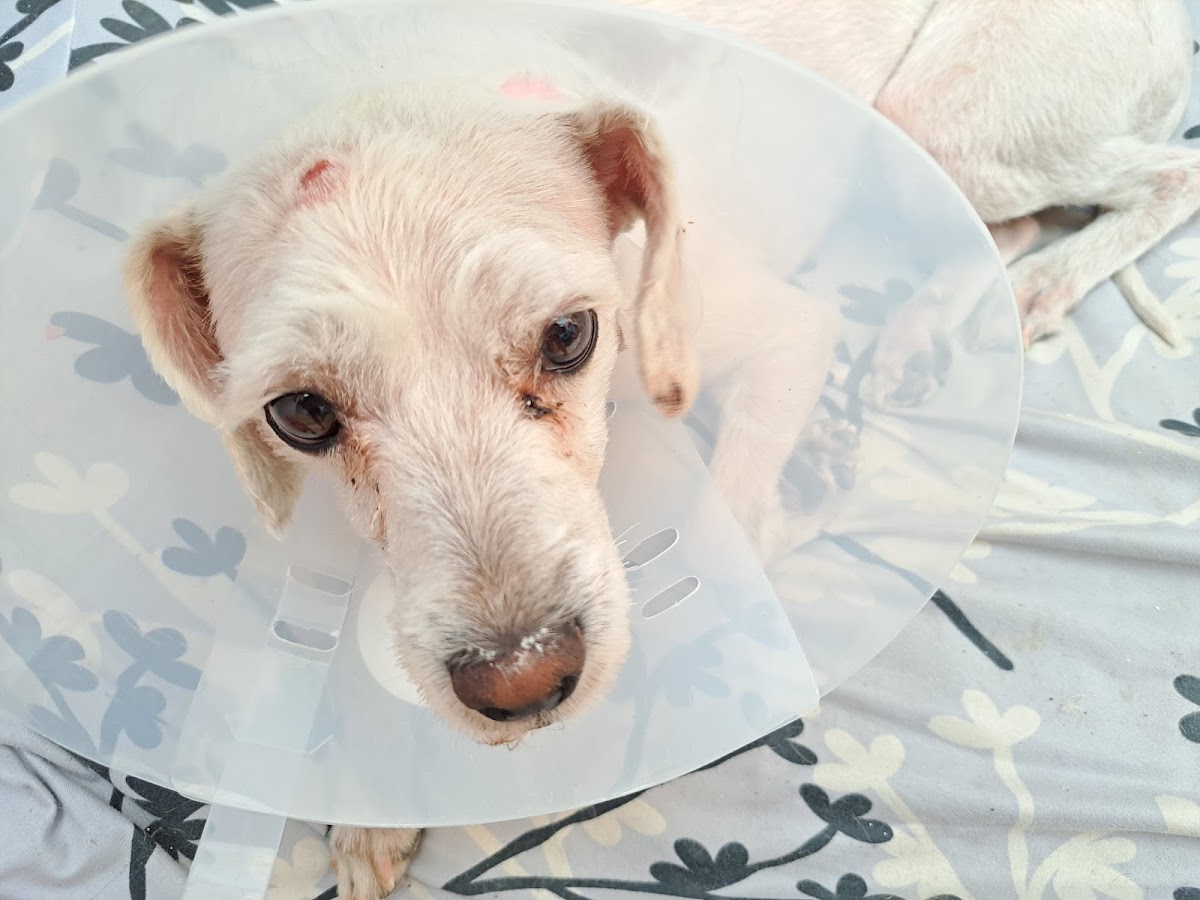 Veterinaria La Mascota — foto 3