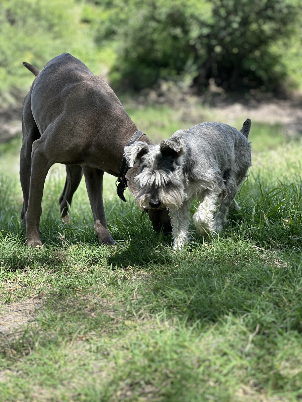 Veterinaria La Mascota — foto 4