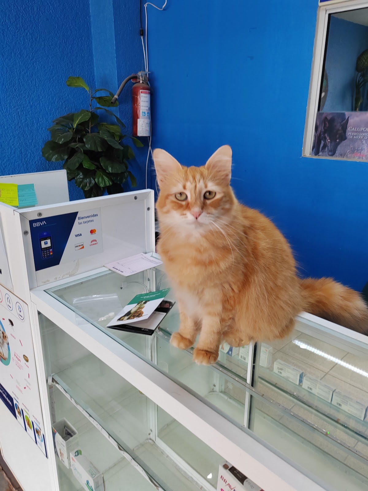 Veterinaria Pet's Family