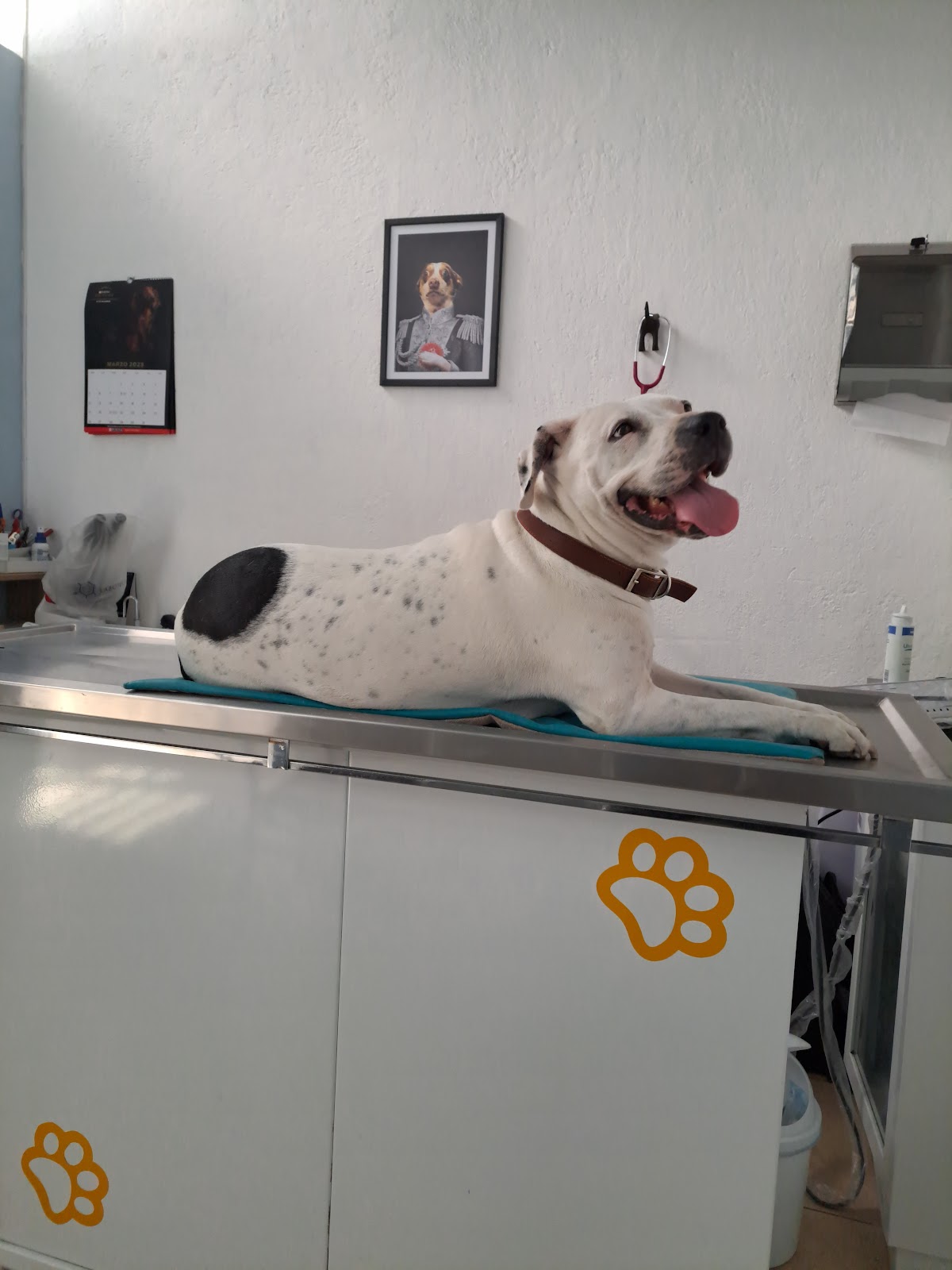 Vet Site — foto 2