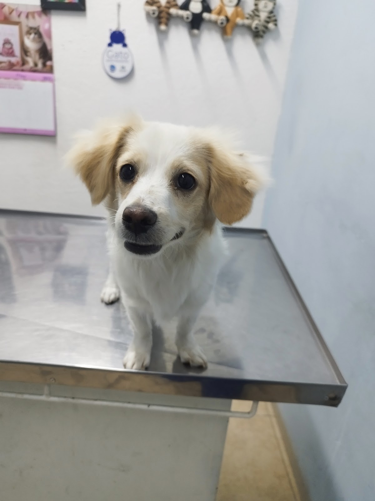 Vet Site — foto 3