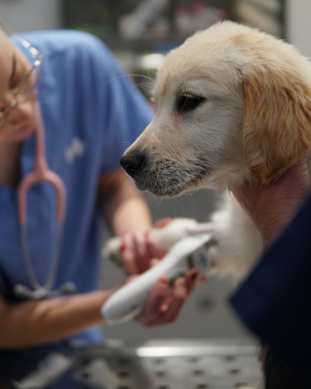 Hospital Veterinario Sur — foto 2