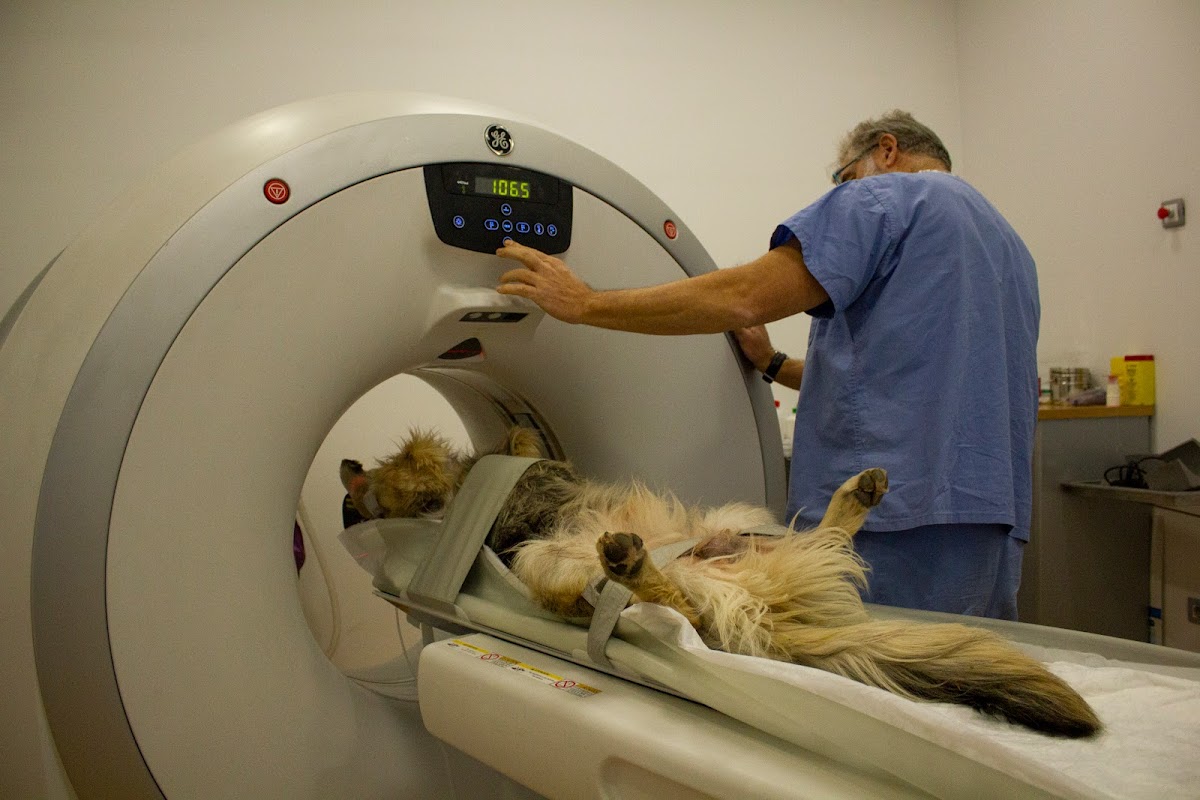 Hospital Veterinario Sur — foto 4