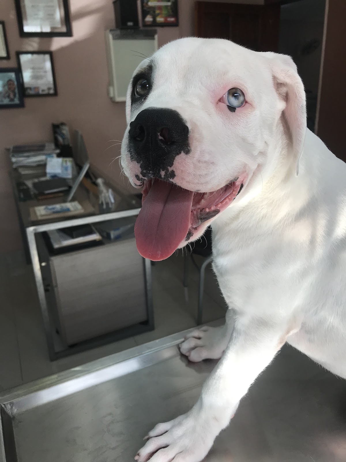 CENTRAL MÉDICA VETERINARIA — foto 3