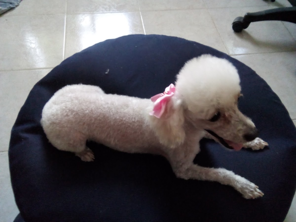 CENTRAL MÉDICA VETERINARIA — foto 4