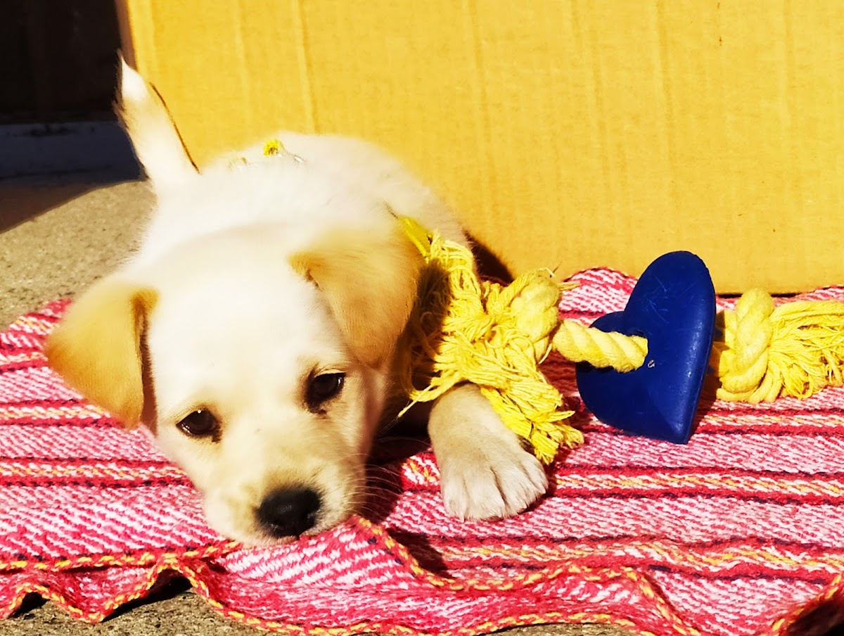 Clínica Veterinaria Otay — foto 3