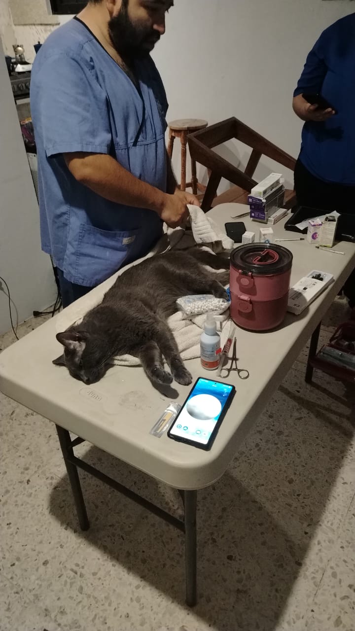 Vet-Nah / Veterinario Aeropuerto / Veterinario 24 hrs / Veterinario a Domicilio — foto 4