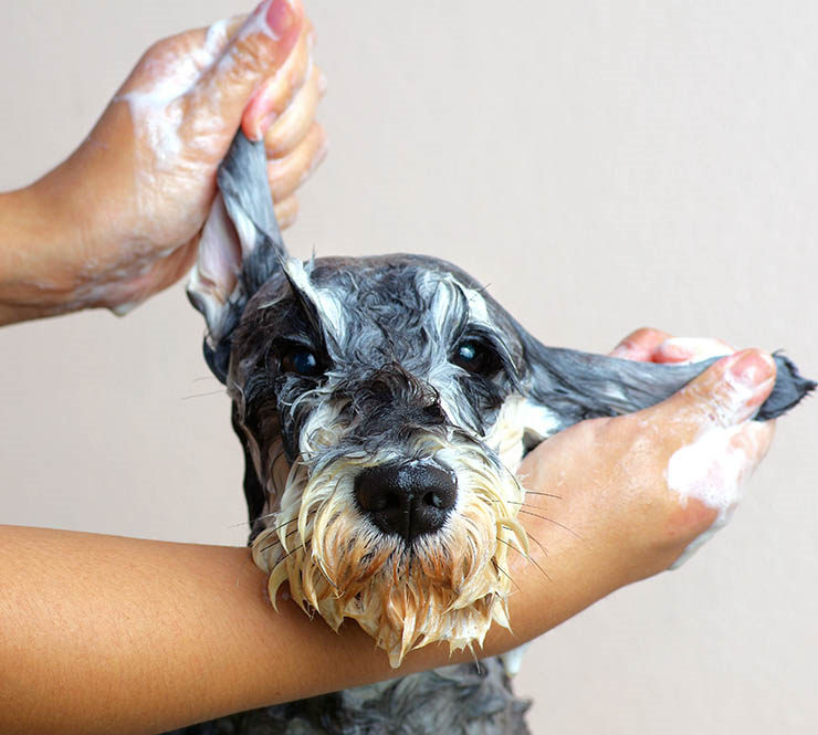 Pelucan