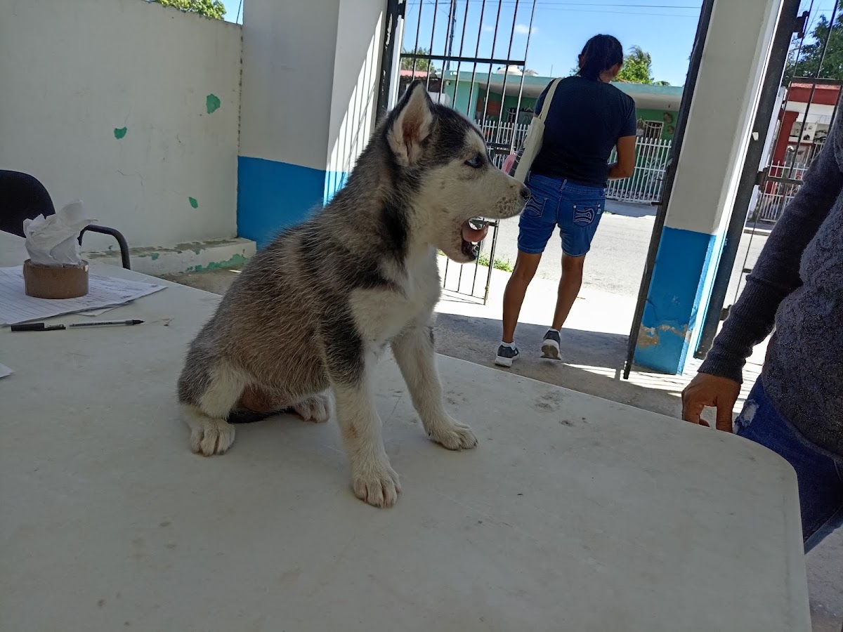 Módulo Veterinario Municipal Oriente — foto 4