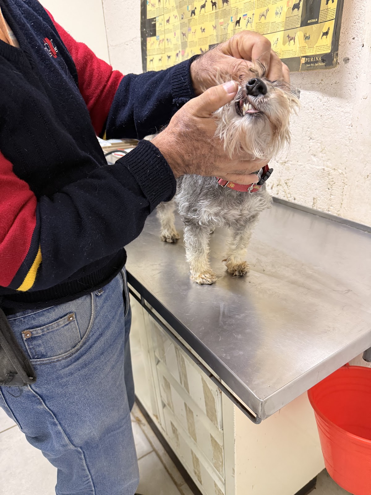 Servicios Médicos Veterinarios — foto 2