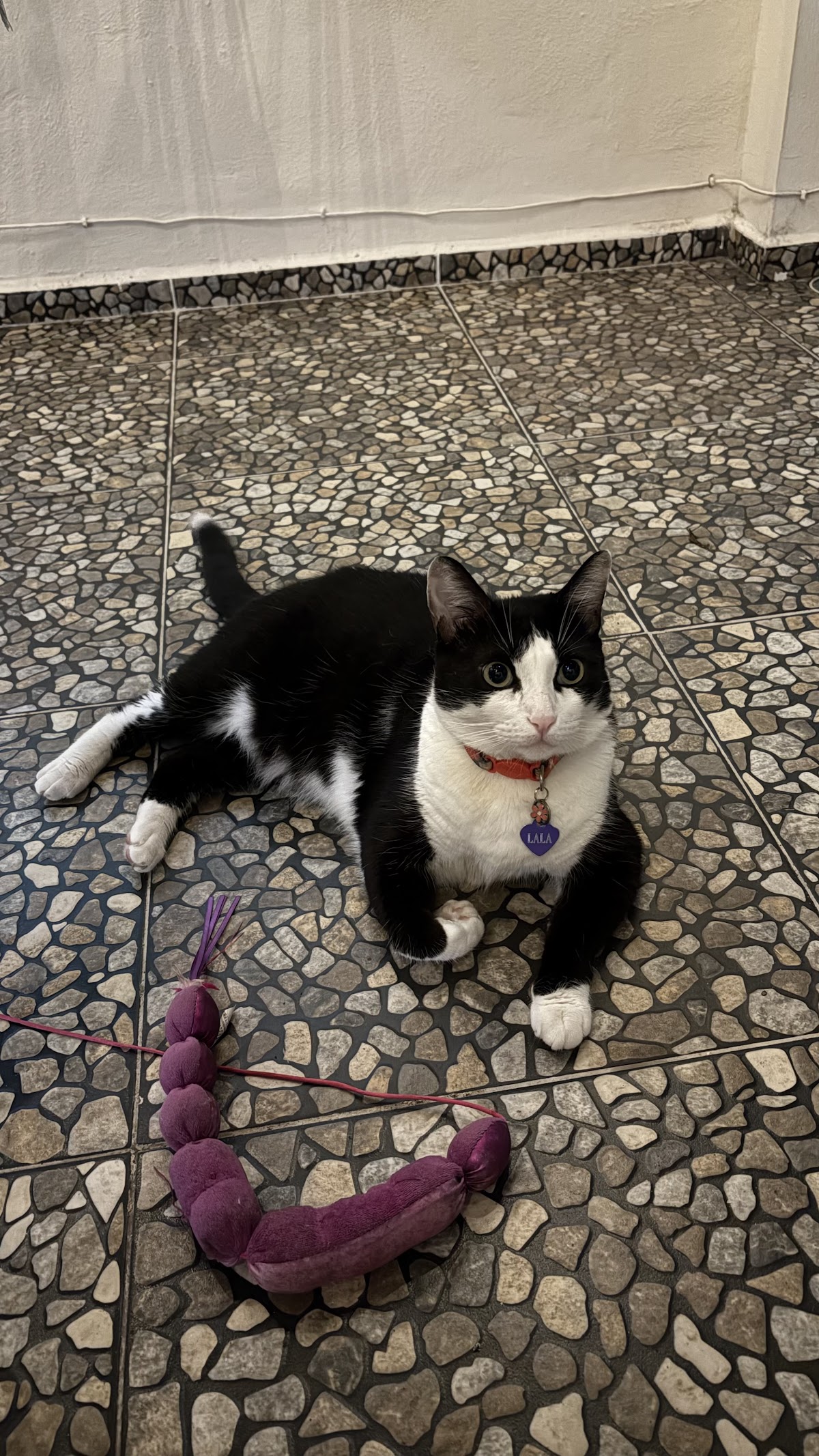 Centro Veterinario Efraím González - CVEG — foto 3
