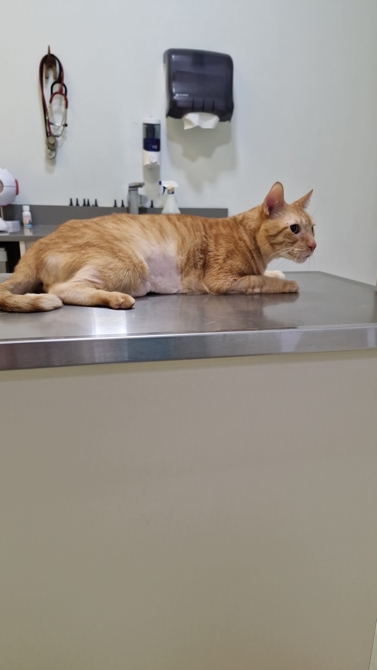 Centro Veterinario Efraím González - CVEG — foto 4