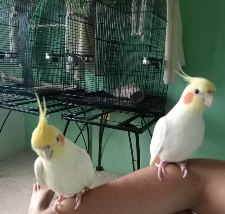 Veterinaria Jida Exclusiva de Aves Monterrey — foto 2
