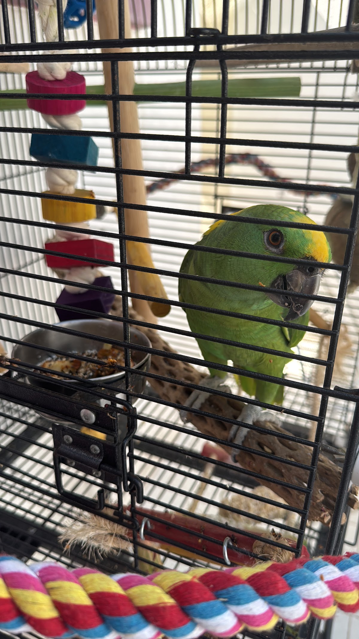 Veterinaria Jida Exclusiva de Aves Monterrey — foto 3