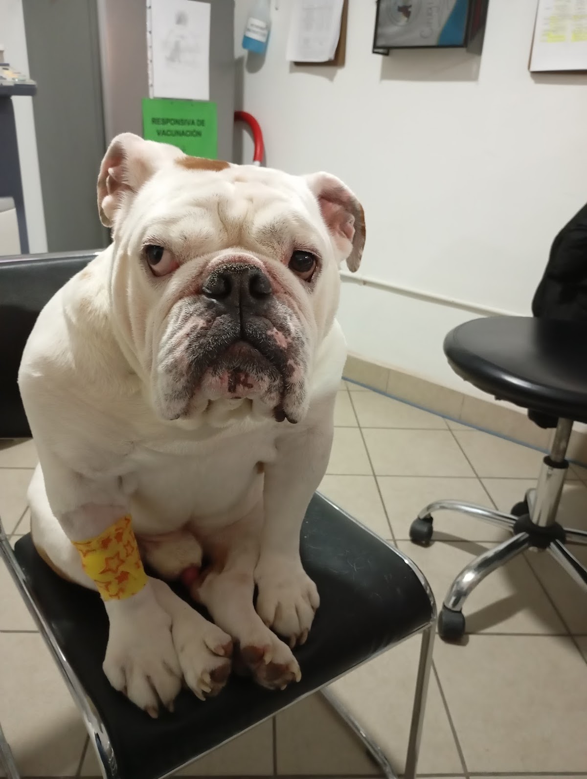 Hospital de Mascotas SAJI Gabilondo — foto 3