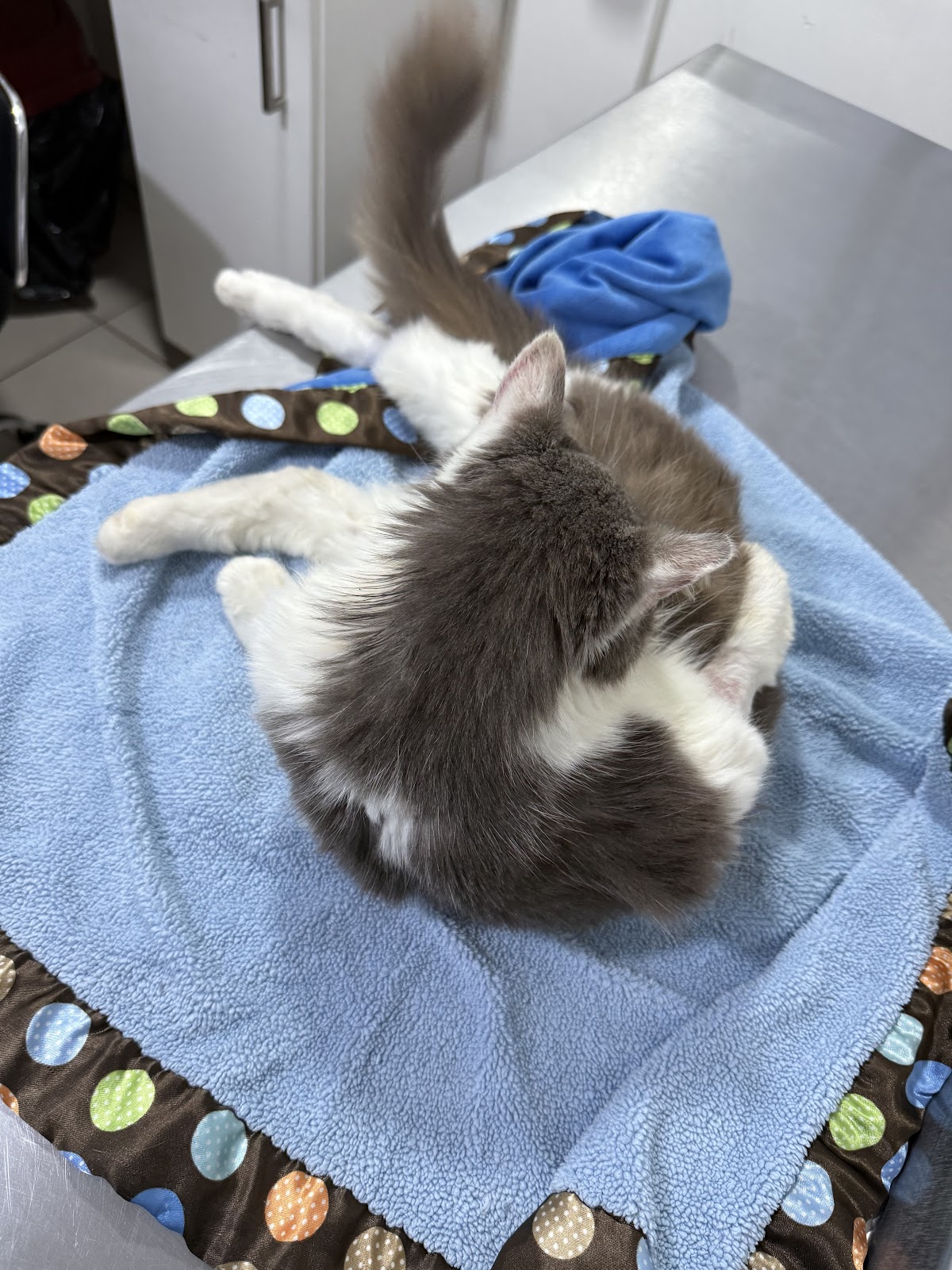 Hospital de Mascotas SAJI Gabilondo — foto 4