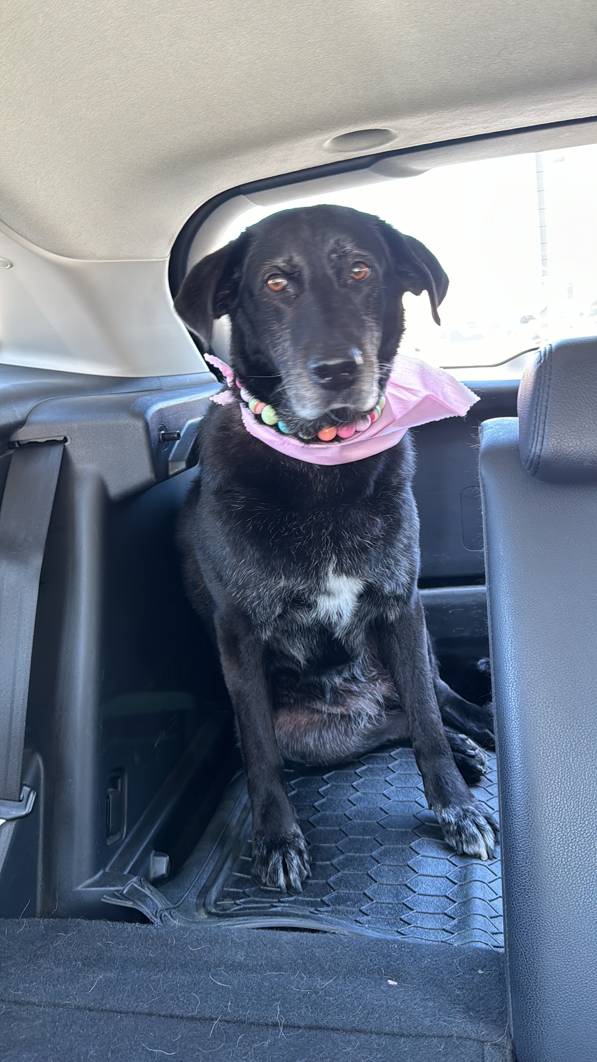 Medical Pet — foto 2
