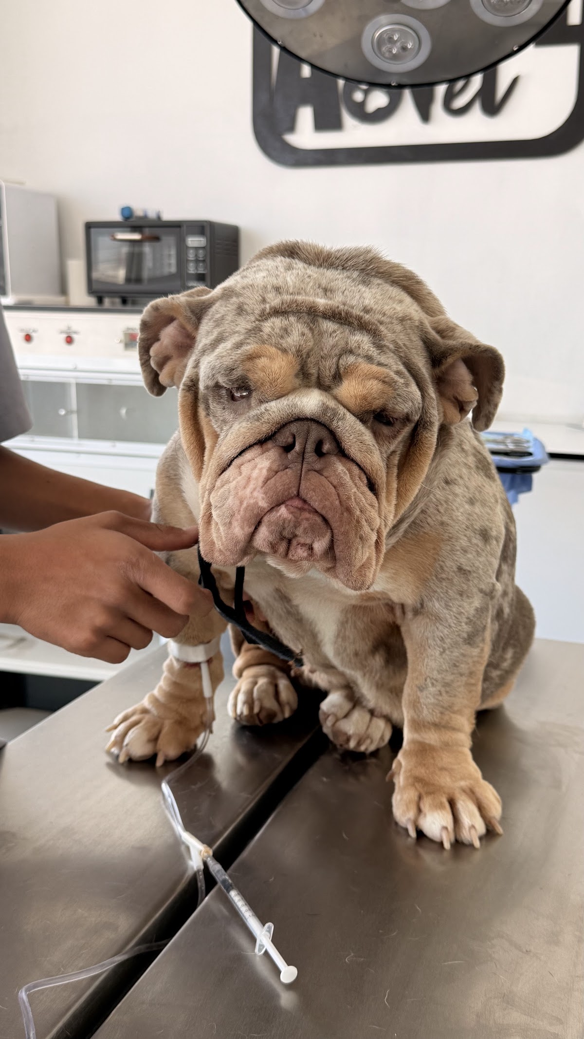 Centro Veterinario Animal Vet