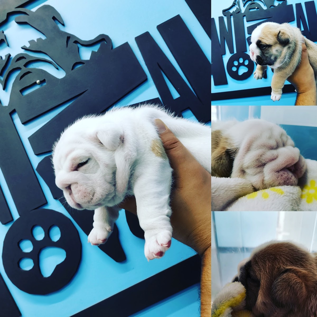 Centro Veterinario Animal Vet — foto 2