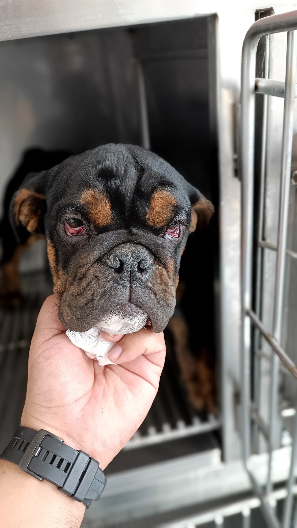 Centro Veterinario Animal Vet — foto 3