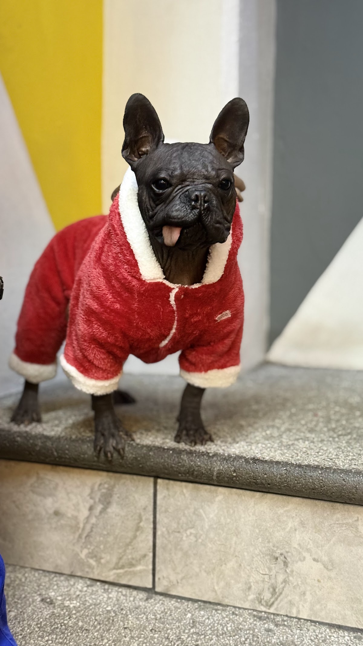 Centro Veterinario Animal Vet — foto 4