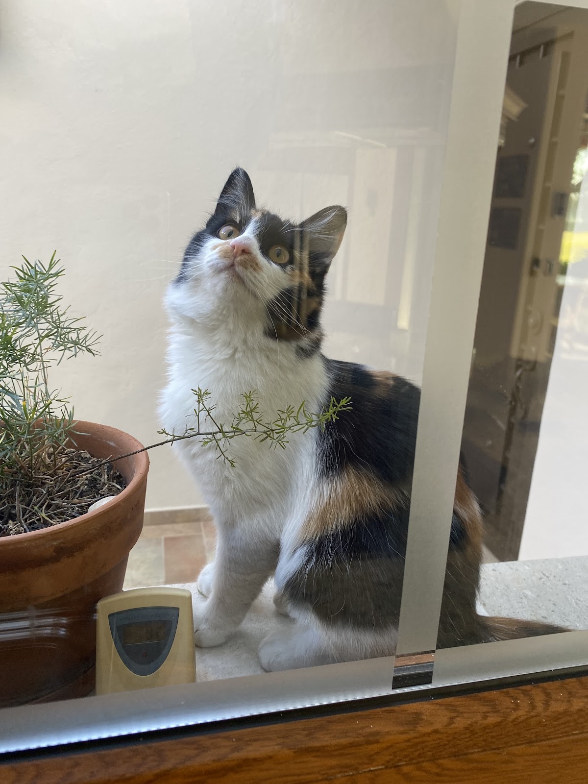 Clinicat — foto 2