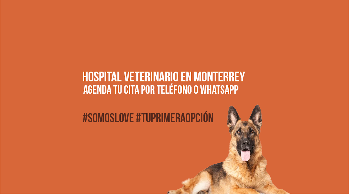 Love Hospital Animal | Dogs