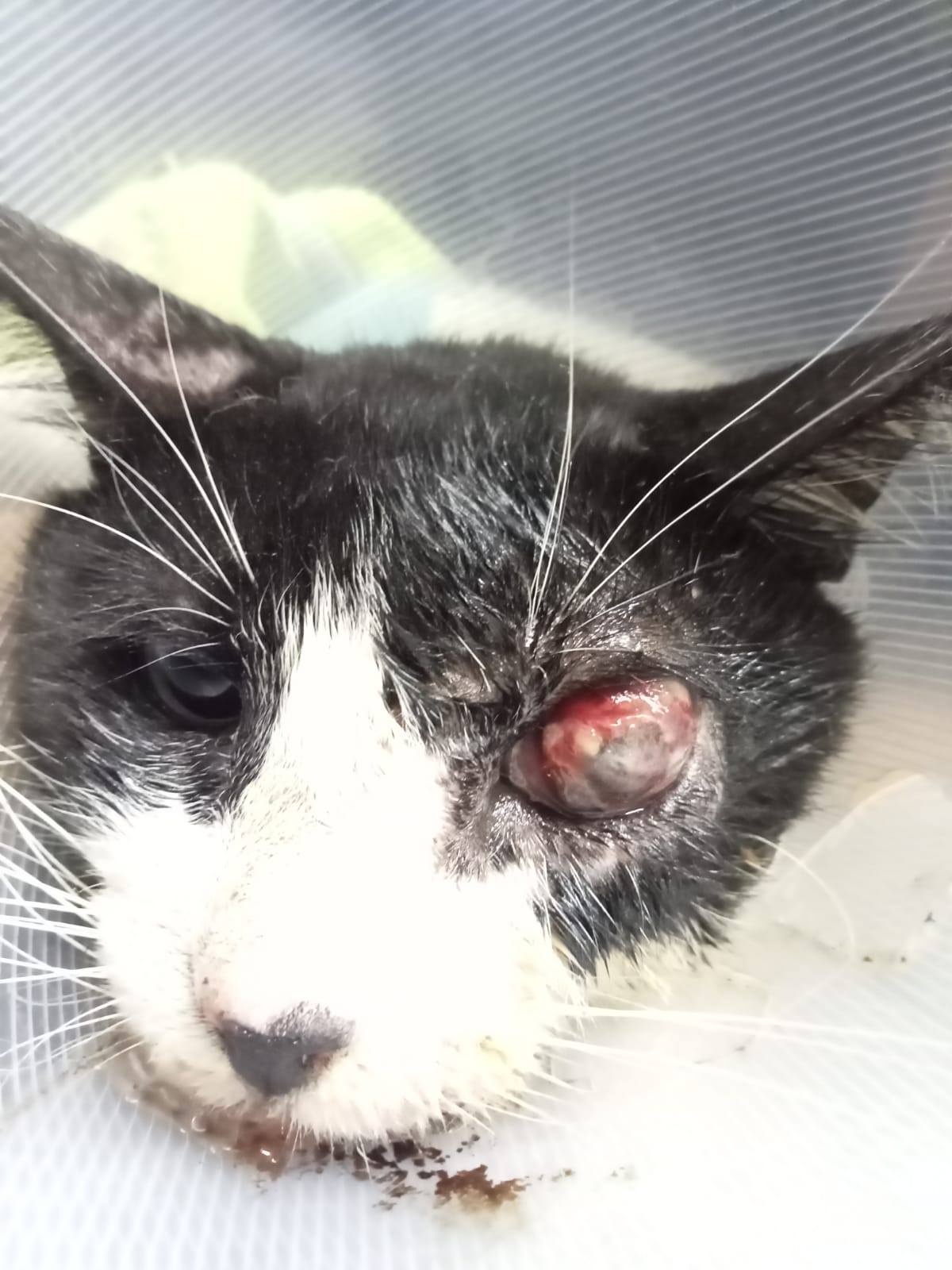 Centro Veterinario Zoomania — foto 4