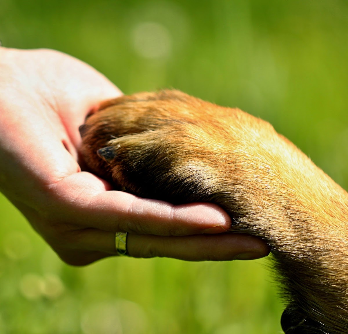Hospital Veterinario PEGABIPA - Alta Especialidad-