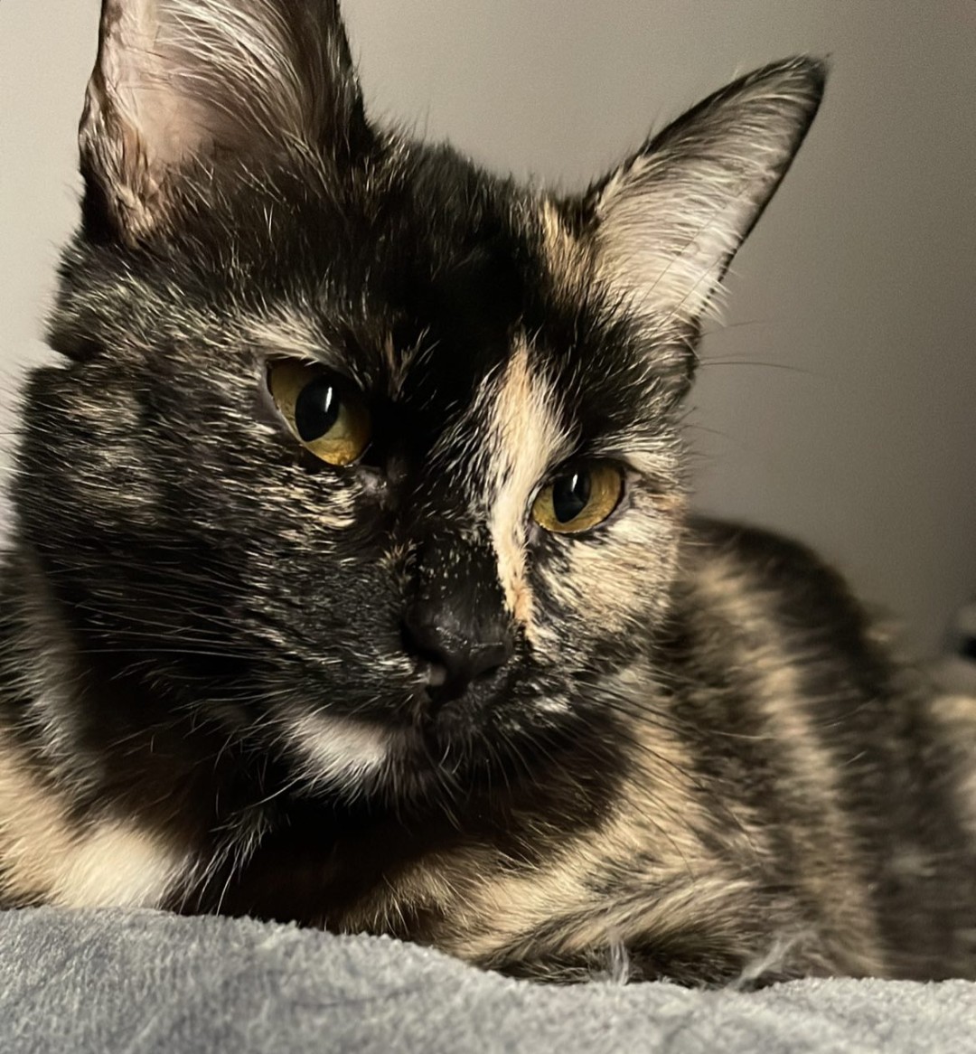 Hospital Veterinario PEGABIPA - Alta Especialidad- — foto 4
