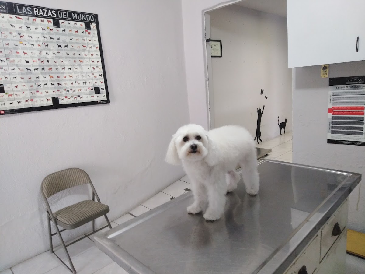 Clinica Veterinaria Jc