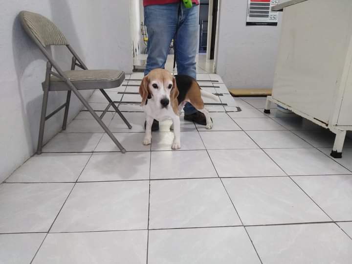Clinica Veterinaria Jc — foto 3