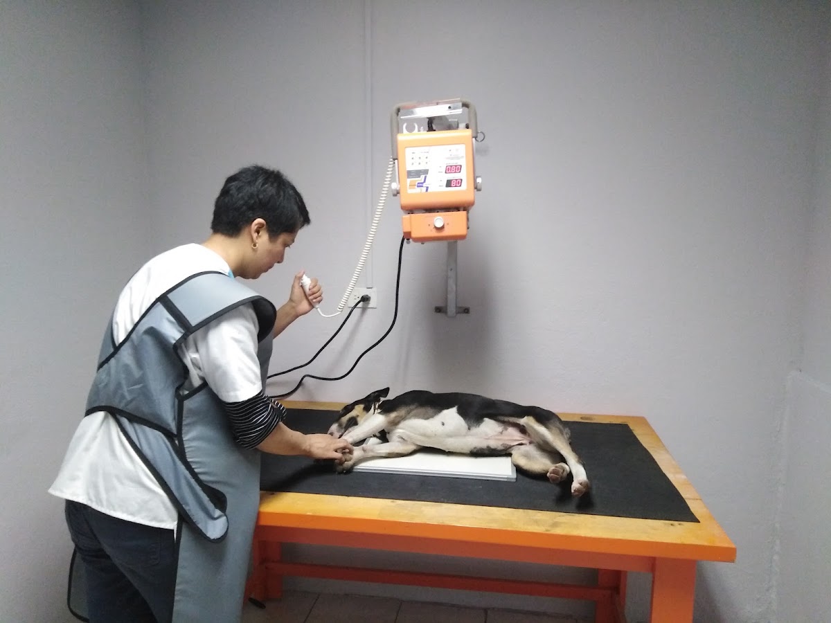 Clinica Veterinaria Jc — foto 4