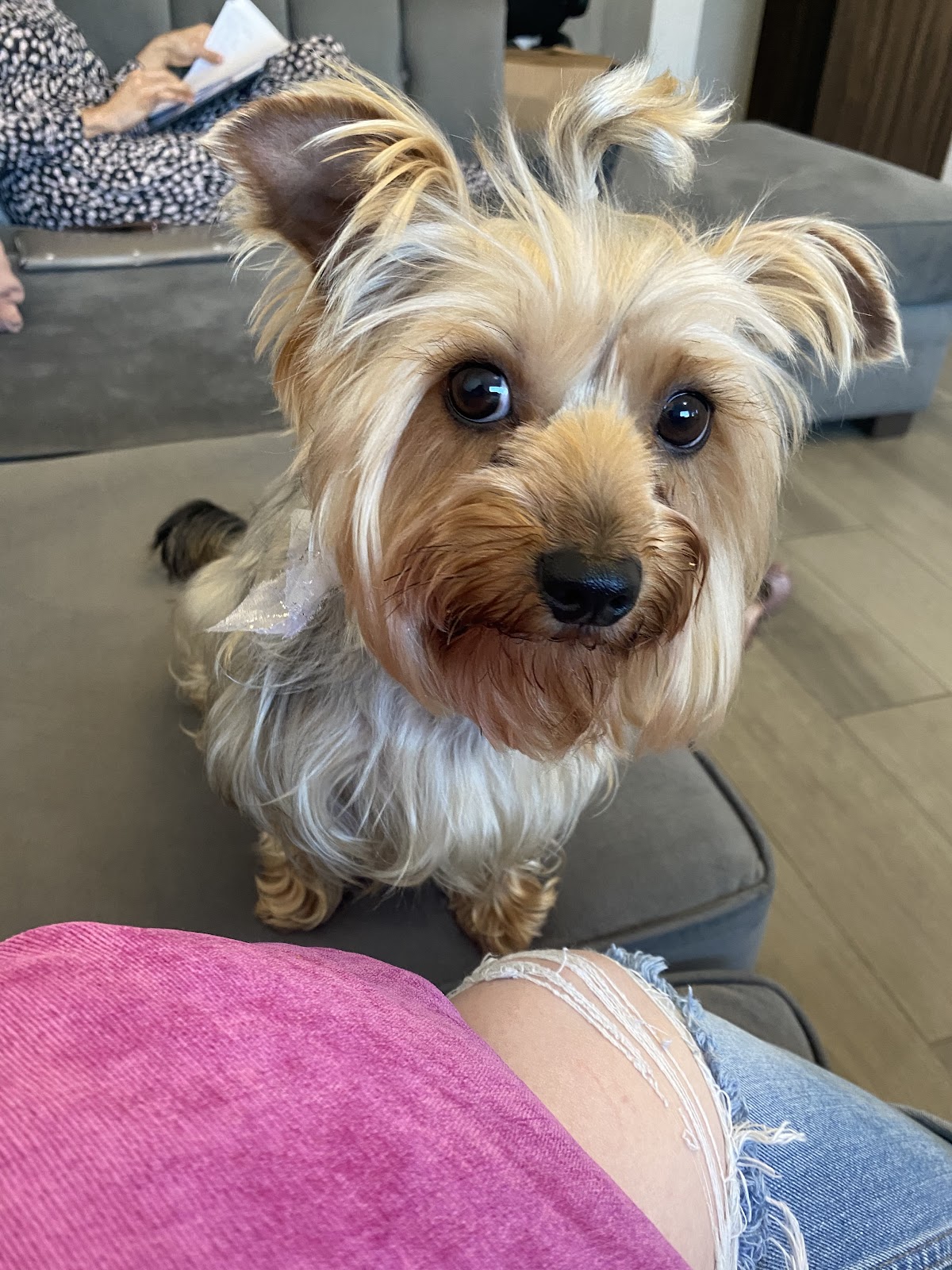Otay Vet - Veterinary Clinic Tijuana — foto 3