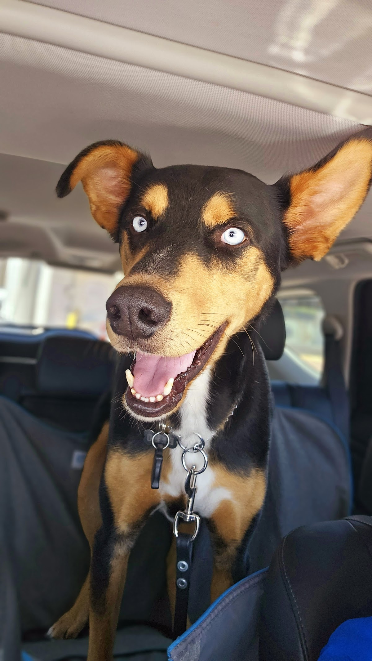 Otay Vet - Veterinary Clinic Tijuana — foto 4