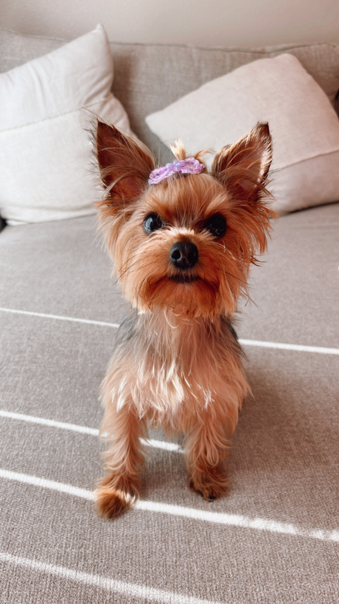 CEMEDICAVET Pet Friendly - Veterinary Clinic