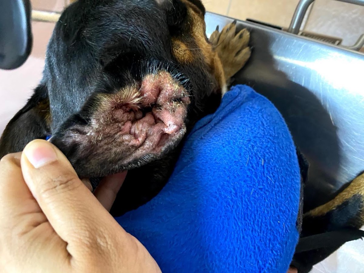 CEMEDICAVET Pet Friendly - Veterinary Clinic — foto 3