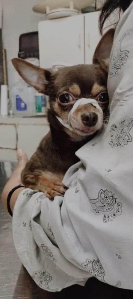 Centro Médico Veterinario — foto 2