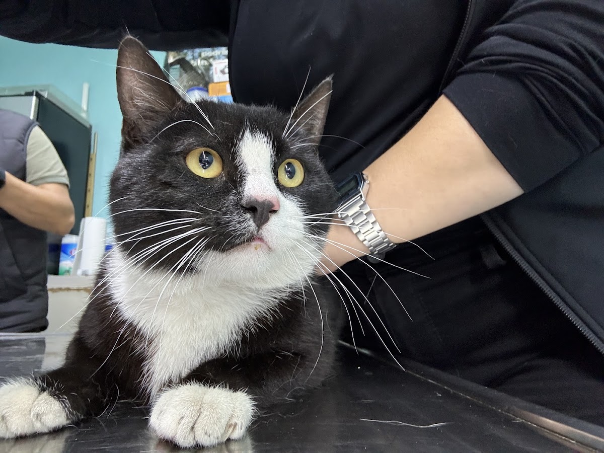 Centro Médico Veterinario — foto 4