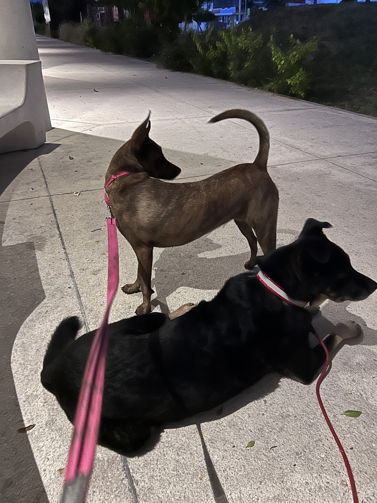 DRA VET CENTRO DE CUIDADO ANIMAL — foto 4