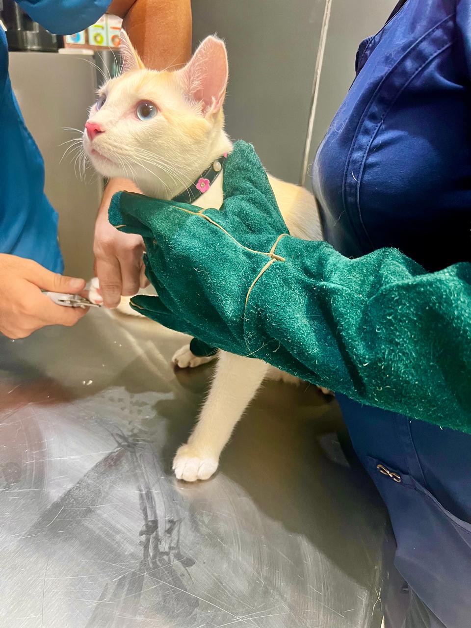 Veterinaria Fabari Vet — foto 4