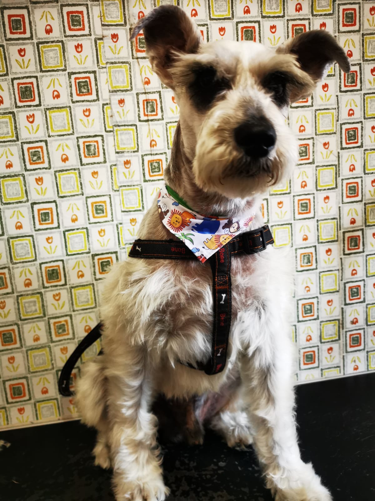 Veterinaria Huellitas Y Garritas