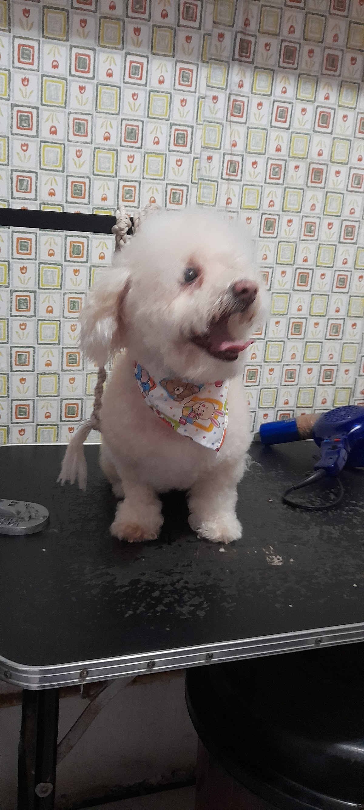 Veterinaria Huellitas Y Garritas — foto 2