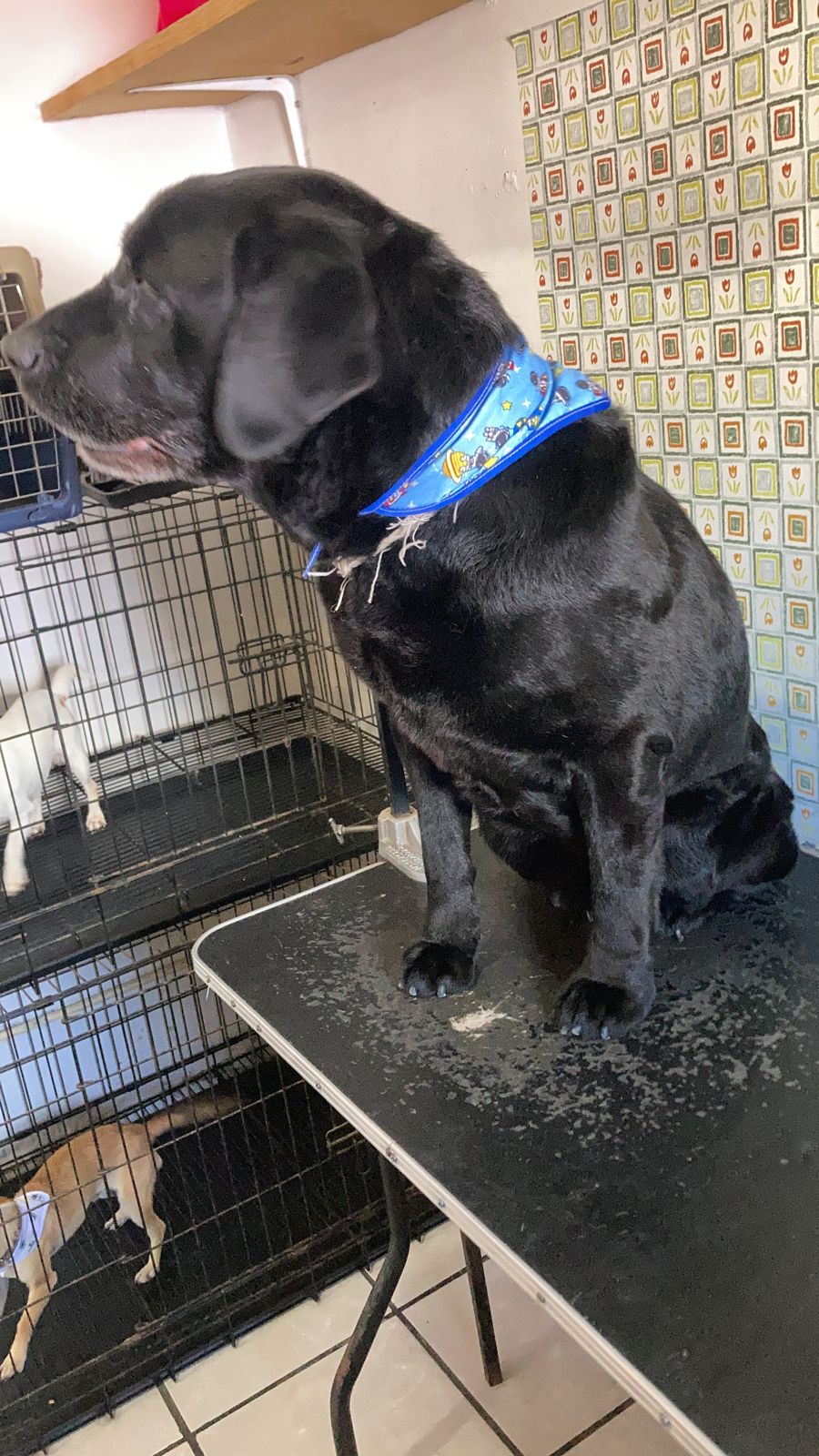 Veterinaria Huellitas Y Garritas — foto 3