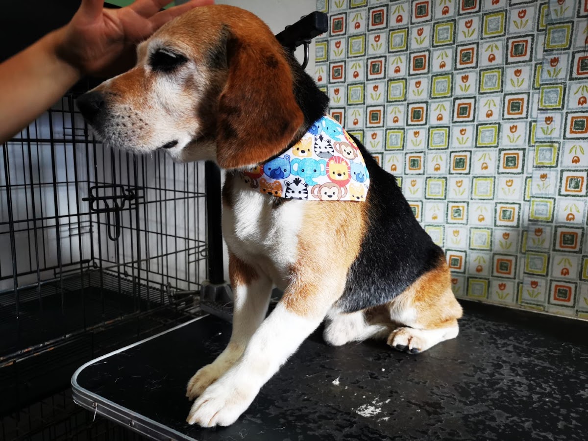 Veterinaria Huellitas Y Garritas — foto 4