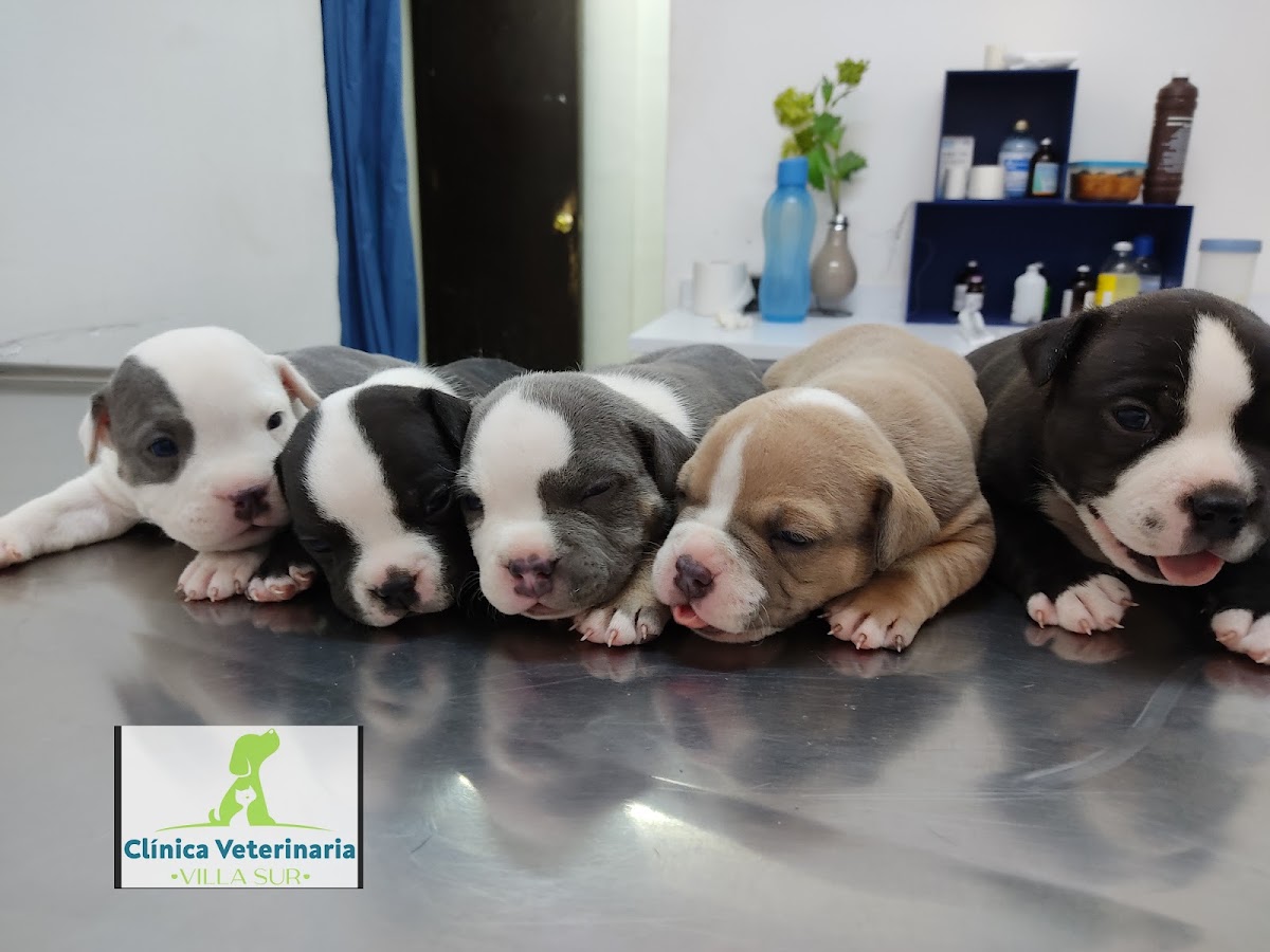 Veterinaria y Estética Canina "Villasur"