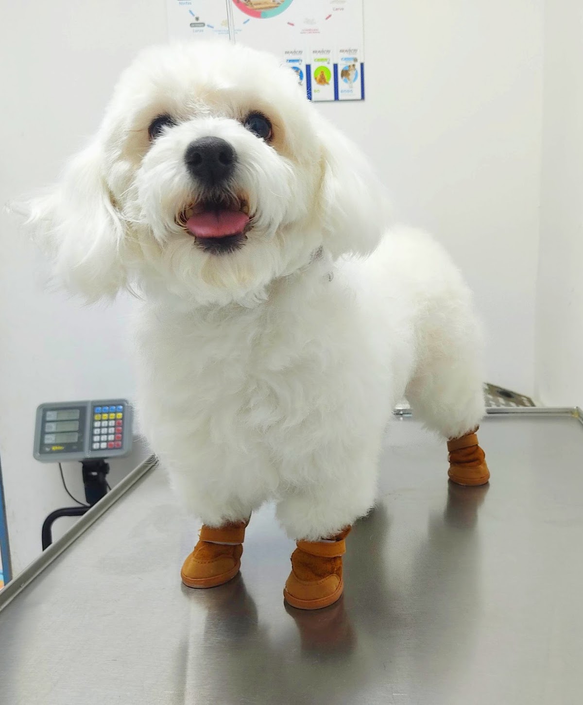 Veterinaria y Estética Canina "Villasur" — foto 2