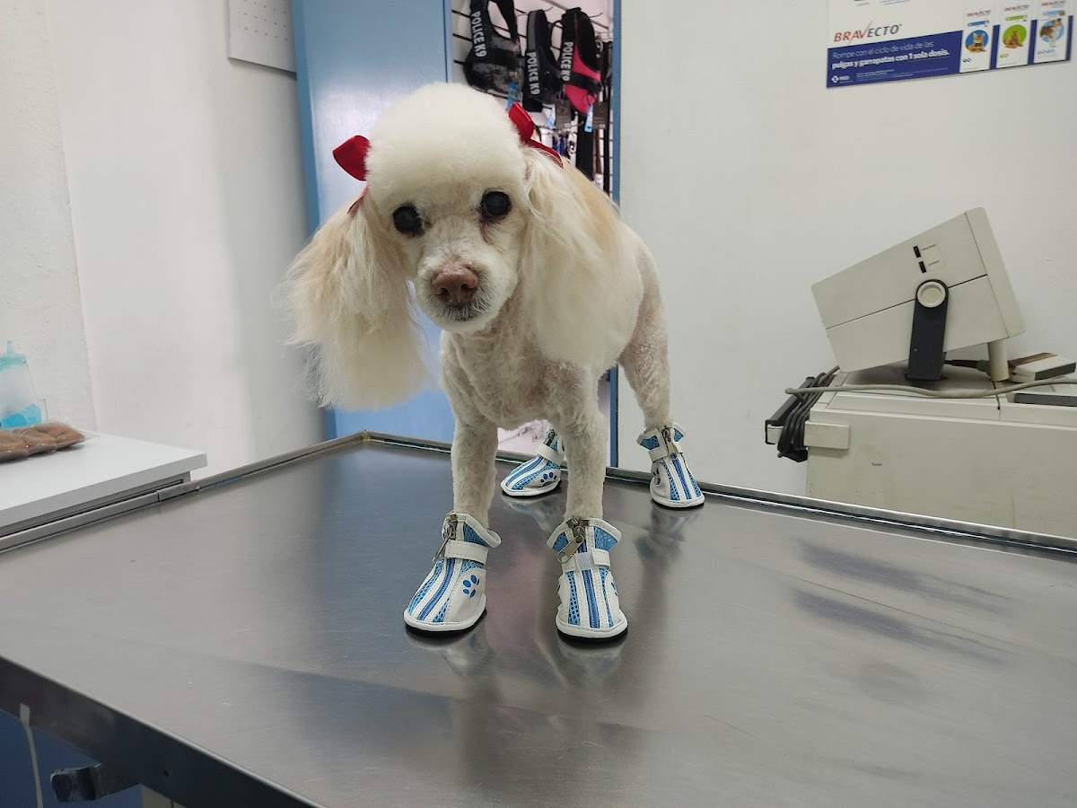 Veterinaria y Estética Canina "Villasur" — foto 3